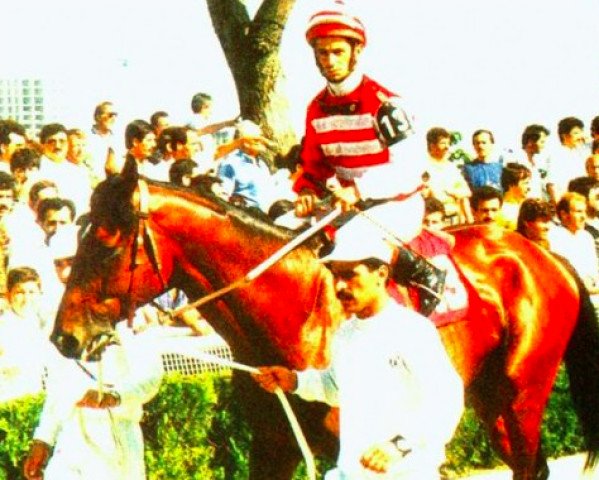 stallion Native Procida xx (Thoroughbred, 1988, from Procida xx)