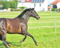 horse Tharsika xx (Thoroughbred, 1999, from Surako xx)