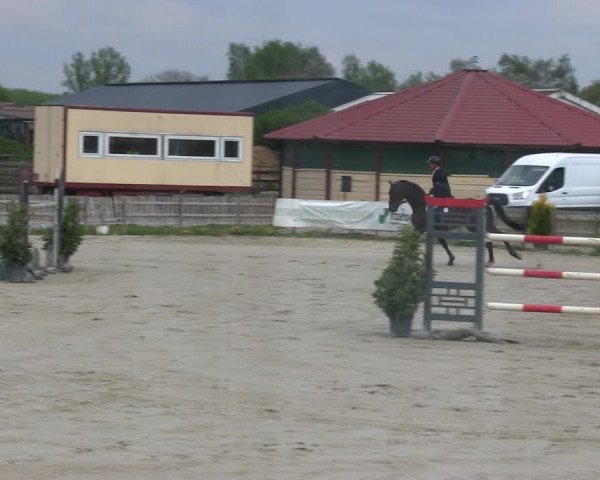 Reitturnier Schülp / Rendsburg 2019
