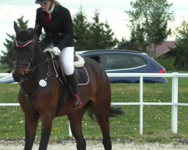 Reitturnier Langenau 2019