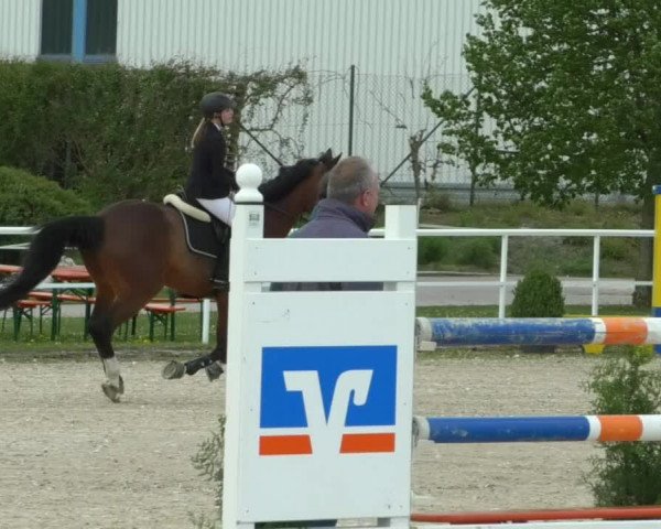 Reitturnier Langenau 2019