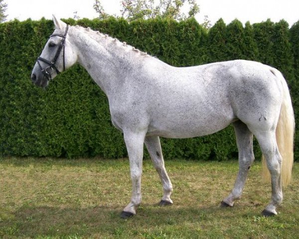 broodmare Piratin (Hanoverian, 1990, from Pik Senior)