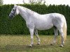 broodmare Piratin (Hanoverian, 1990, from Pik Senior)