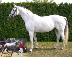 dressage horse Regazza (Hanoverian, 2001, from Regazzoni)