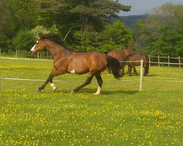 Zuchtstute Jamaica (Belgisches Warmblut, 1996, von Jolie)