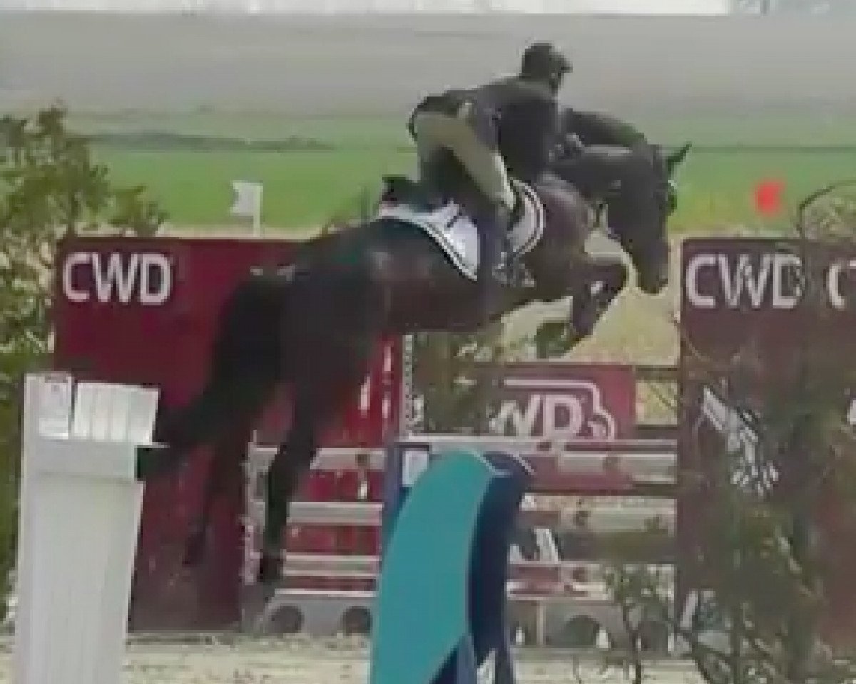 stallion Esta Loca van Schuttershof (Belgium Sporthorse, 2010, from Diarado)