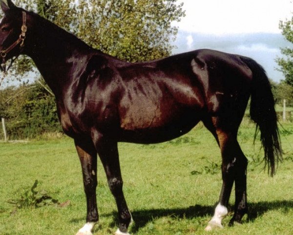 broodmare Gardenia (Hanoverian, 1981, from Graphit)