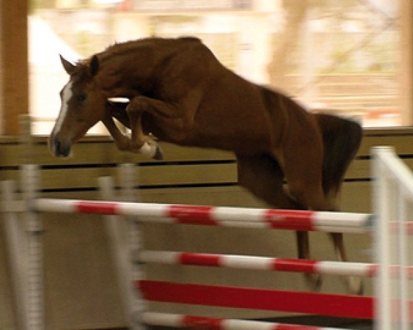 jumper Athena d'Ouilly (Selle Français, 2010, from Ogano Sitte)