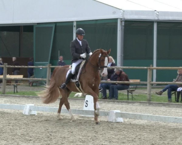 Reitturnier Warendorf, Reitstall am Rothenbach 2019