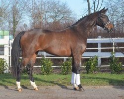 broodmare Felice (Hanoverian, 2011, from Feuerspiel)