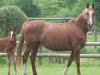 broodmare Atlanta Sitte Z (Zangersheide riding horse, 1995, from Aramis de la Cense)