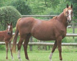 broodmare Atlanta Sitte Z (Zangersheide riding horse, 1995, from Aramis de la Cense)