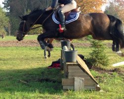 jumper Big Dream (German Riding Pony, 2002, from Branduardi M)