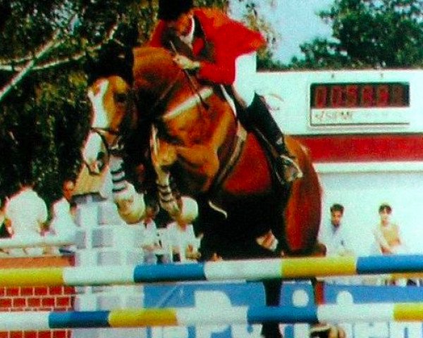 stallion Tenor de Conde (Selle Français, 1985, from Muguet du Manoir)