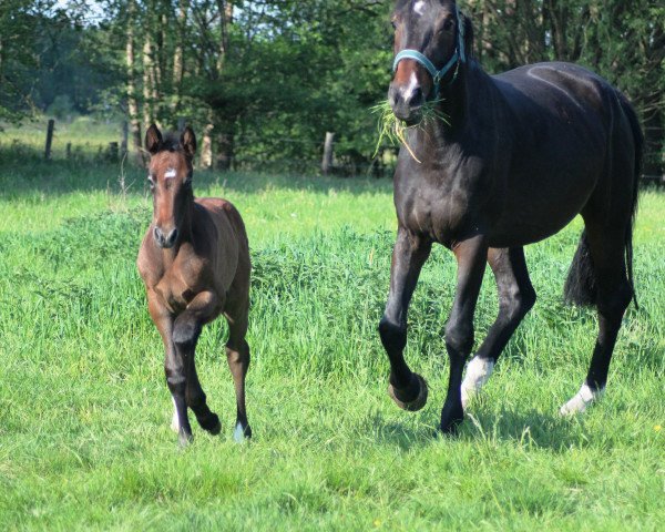 broodmare Celine (Westphalian, 2012, from Chike)