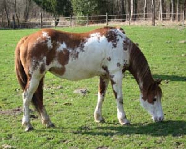 broodmare SV Mark Me Satin (Paint Horse,  , from Mark IV)