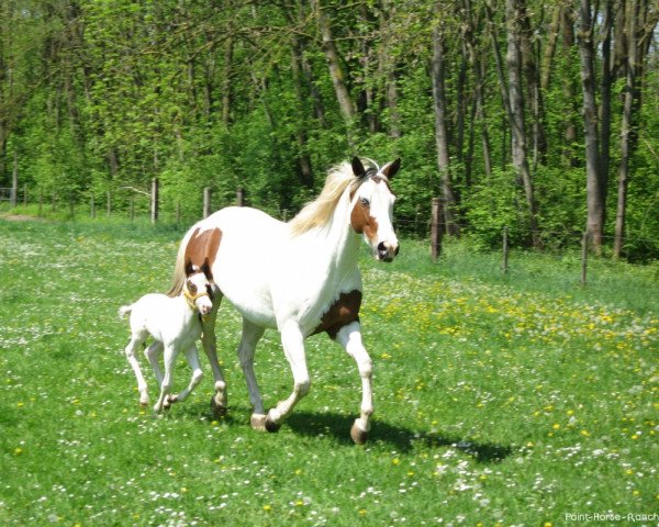 broodmare Call Me Lady Sunshine (Paint Horse, 2000, from Hesa Tiny Paycheck)