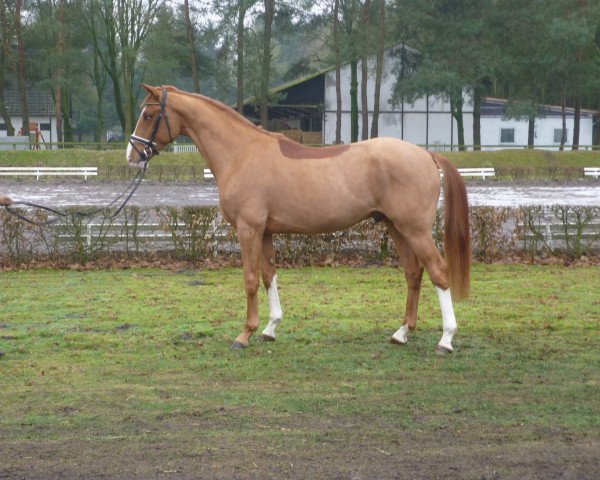stallion Quickstep (Hanoverian, 2014, from Quaterback)