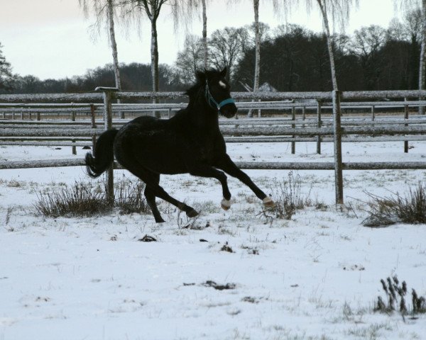 Springpferd Balou Noir 2 (Deutsches Reitpony, 2011, von Boss jun.)