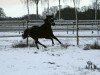 Springpferd Balou Noir 2 (Deutsches Reitpony, 2011, von Boss jun.)