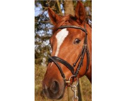 dressage horse Her Charming Boy (Hanoverian, 2009, from Hoftanz)