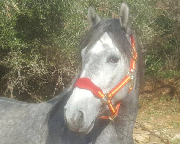 horse AUTOR V (Pura Raza Espanola (PRE), 2014)