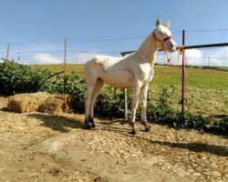 Pferd Nieve (Lusitano, 2015)