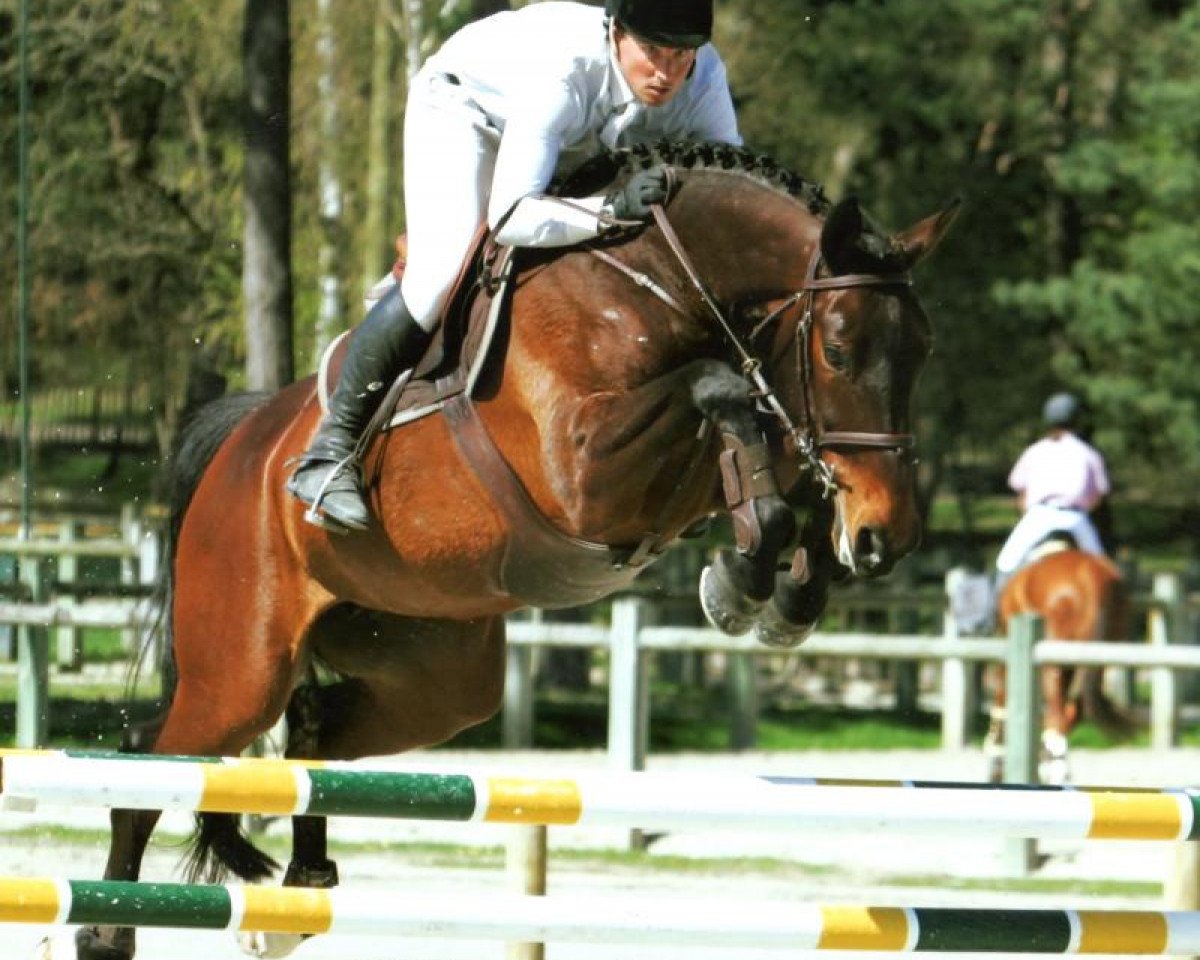 Zuchtstute Osiris D'Ouilly (Selle Français, 2002, von Quick Star)