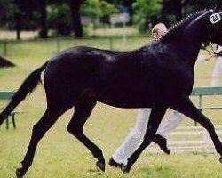Pferd Phantasy (Bayer, 1998, von New Wonder xx)