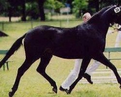 broodmare Phantasy (Bavarian, 1998, from New Wonder xx)