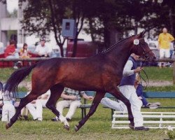 broodmare Pina Colada (Bavarian, 2003, from Werther's Wels)