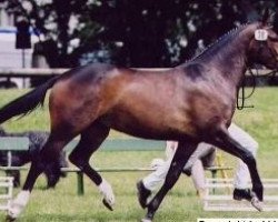Pferd Prima Wera (Bayer, 1998, von Werther's Wels)