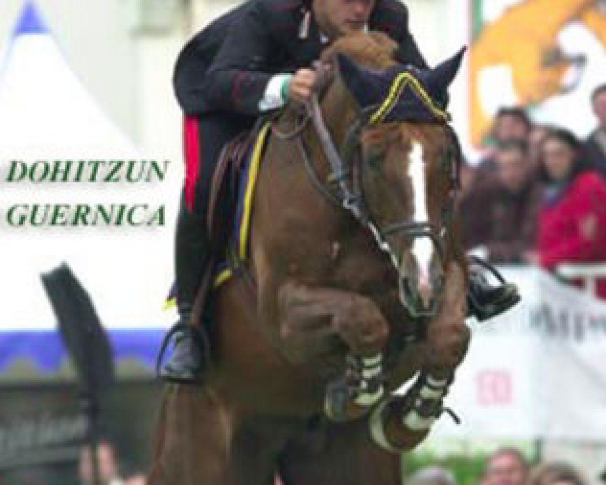 stallion Dohitzun Guernica (Selle Français, 1991, from Le Tot de Semilly)