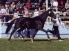 broodmare Prima Donna 39 (Bavarian, 2002, from Del Mondo)