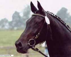 broodmare Penelop (Hessian Warmblood, 1985, from Rescator)