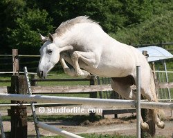 broodmare Scylla d'Ouilly (Selle Français, 2006, from Kronos d'Ouilly)