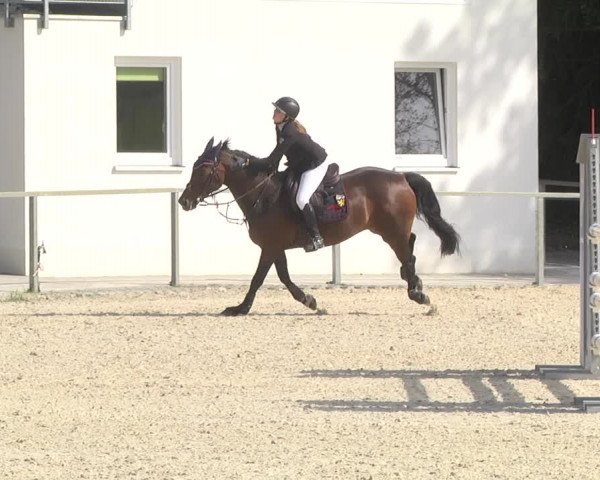 Reitturnier Ingolstadt-Hagau 2019