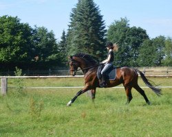 dressage horse Ducati (Hannoveraner, 2011, from Danone 4)