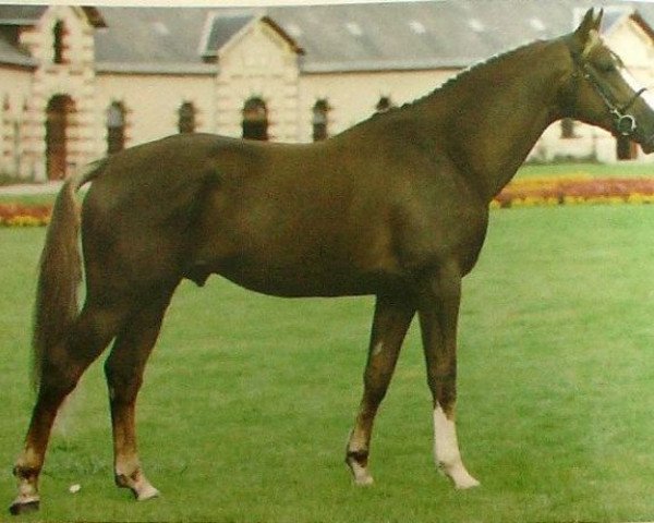 stallion Uzelien (Selle Français, 1986, from Muguet du Manoir)