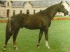 stallion Uzelien (Selle Français, 1986, from Muguet du Manoir)