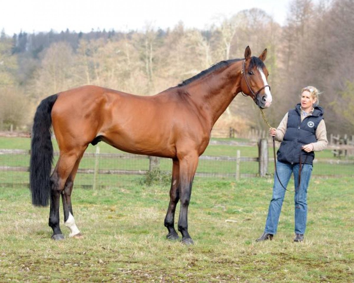 Deckhengst Kronos d'Ouilly (Selle Français, 1998, von Uzelien)