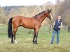 stallion Kronos d'Ouilly (Selle Français, 1998, from Uzelien)
