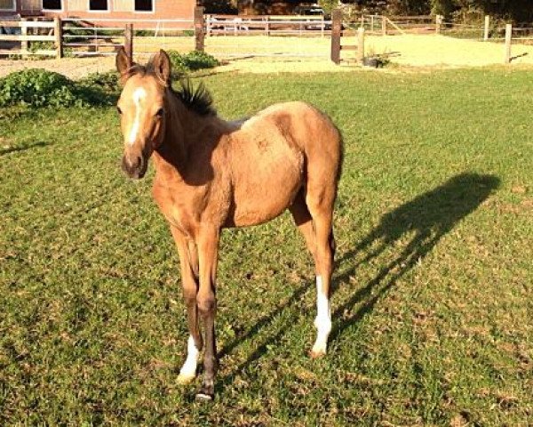 Dressurpferd Hengstfohlen (Deutsches Reitpony, 2013, von Zilhouette's Cashmaker)