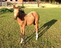 dressage horse Hengstfohlen (German Riding Pony, 2013, from Zilhouette's Cashmaker)