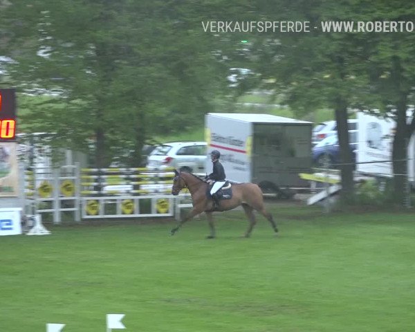 Reitturnier Uster 2019