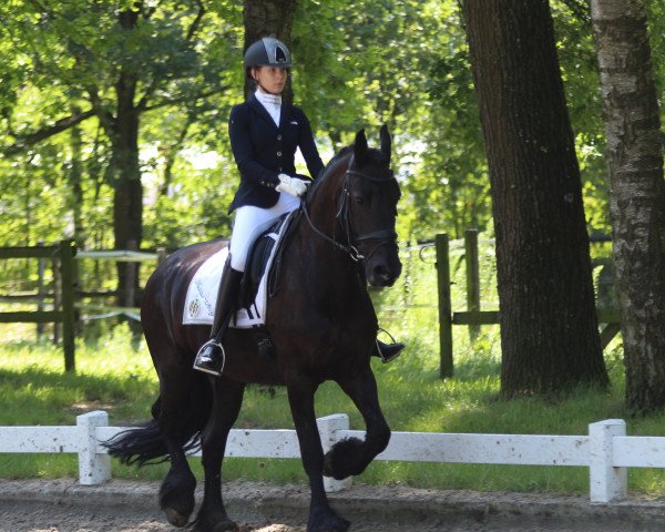 dressage horse Kania-Amy (Friese, 2011)