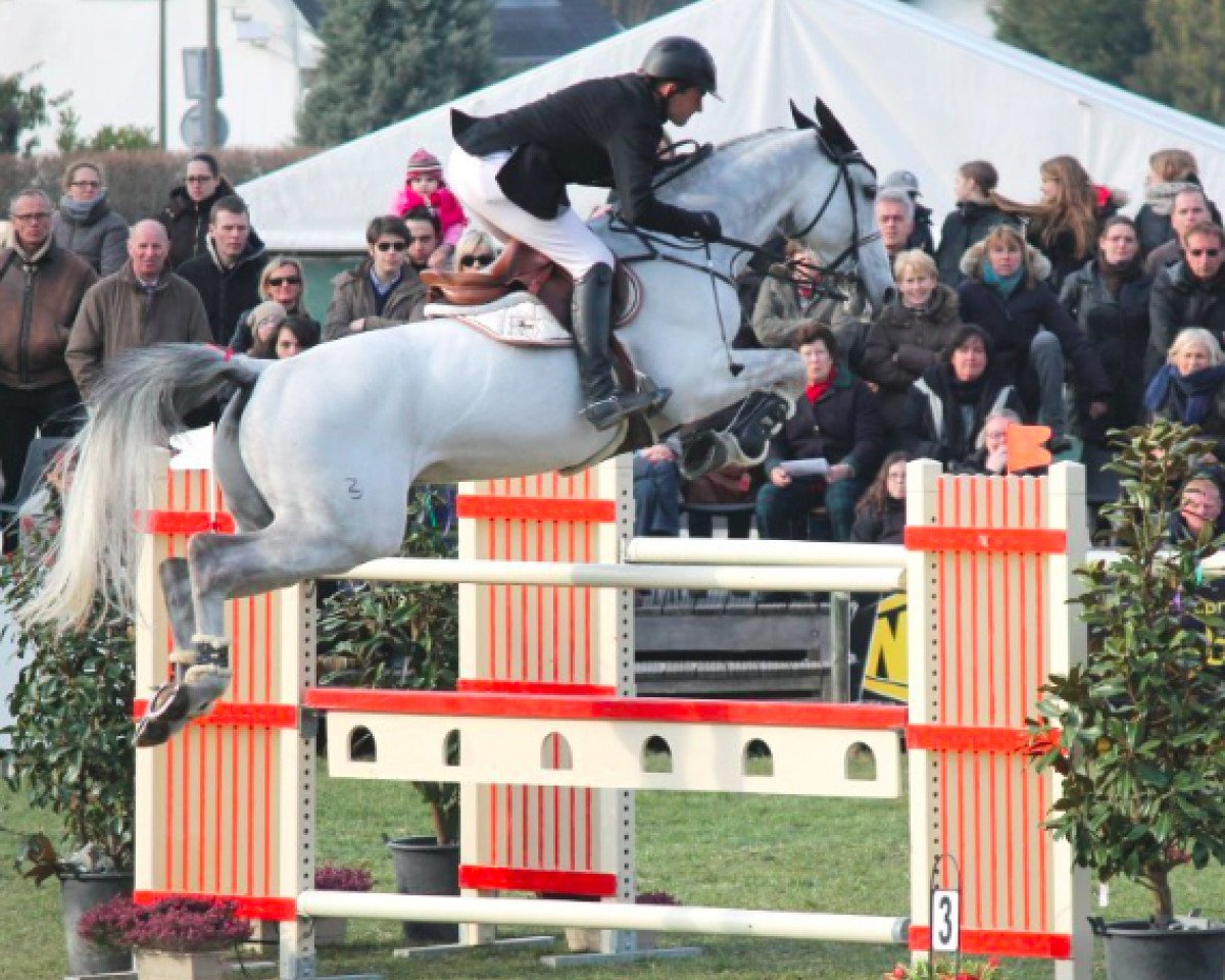 Deckhengst Amadeus Z (Zangersheide Reitpferd, 2001, von Artos Z)