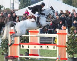 stallion Amadeus Z (Zangersheide riding horse, 2001, from Artos Z)