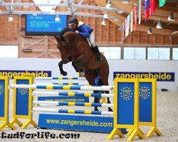 stallion Slazio (Selle Français, 2006, from Jarnac)