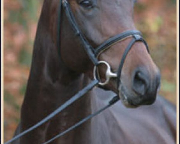 stallion Pacifique Enfant (Selle Français, 2003, from Dollar de la Pierre)
